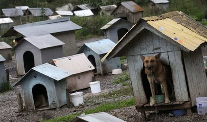 Приют для бездомных собак и котов в Бразилии