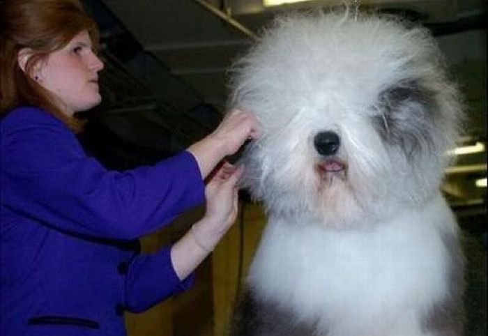 Человеческая шерсть. Собака Командор стрижка. Собака с человеческим волосом. Собака у которой вместо шерсти волосы. Собака с человеческой шерстью.