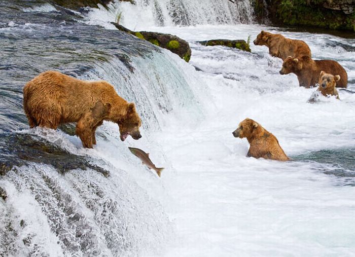 Как рыбачат медведи на Аляске