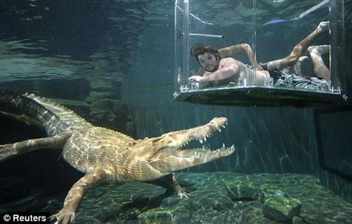 Опасные развлечения с крокодилом (5 фото)