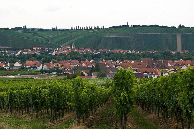 Виноделие в Германии (14 фото)
