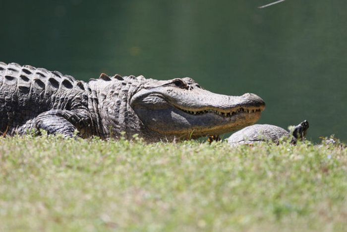Друзья - черепаха и крокодил (10 фото)