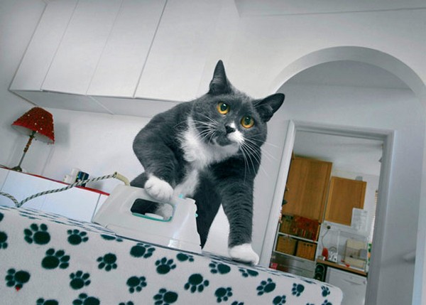Кошка домработница (12 фото)