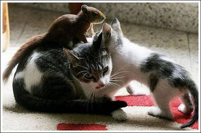 Дружба котов и белки (10 фото)