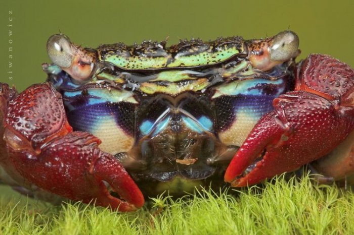 Красивые макро-фото