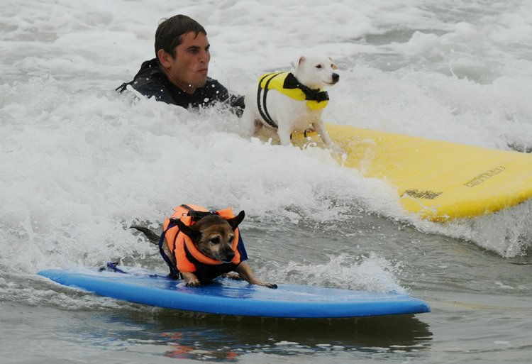 Собачий серфинг (19 фото)