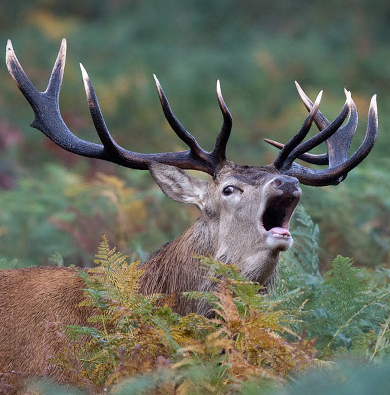 Олени (14 фото)