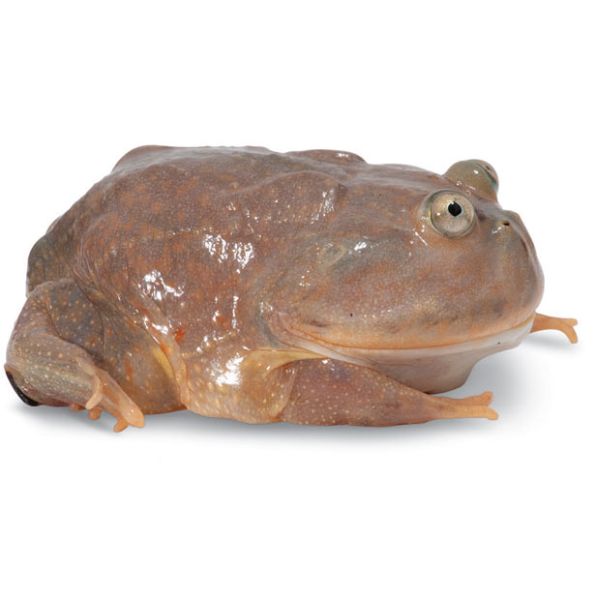 Необычные представители природы