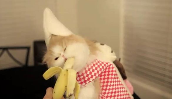 Кот любит бананы