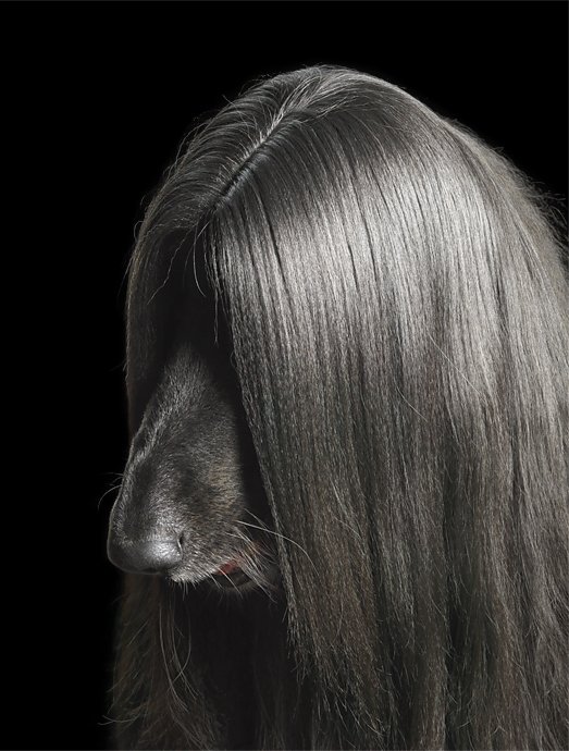 Собаки от Tim Flach