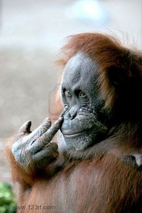 Животные показывают средний палец