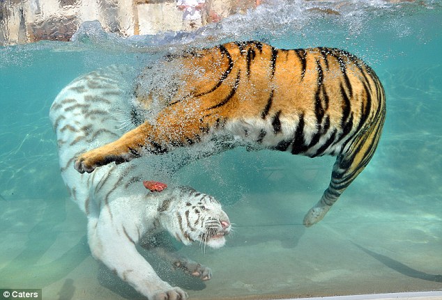 Тигры которые любят плавать