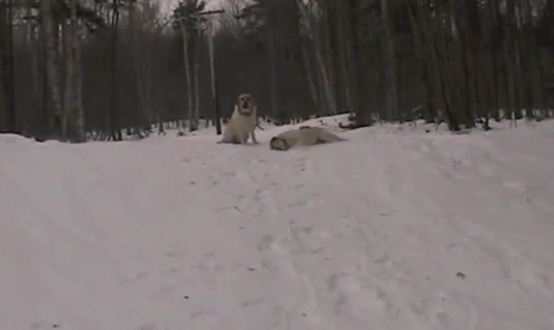 Собаки катаются на снегу