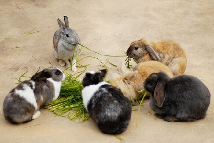 В питомнике живет несколько кроликов разного. Куча кроликов. Много кроликов. Несколько кроликов. Кролики живые много.