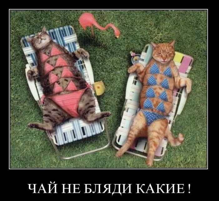 Демотиваторы