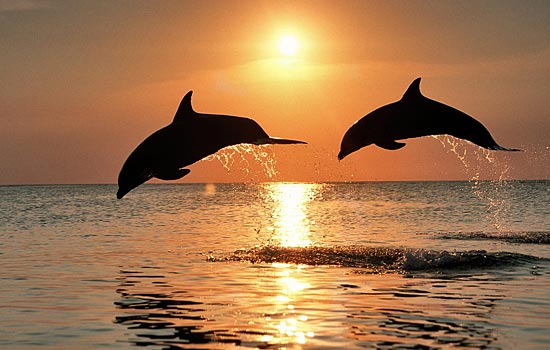 Удивительные способности дельфинов