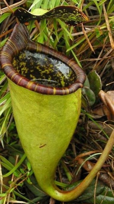 Цветы-хищники