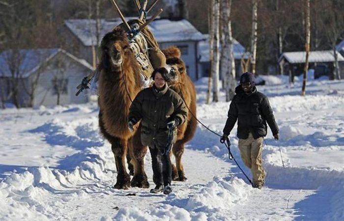 Верблюды в Норвегии