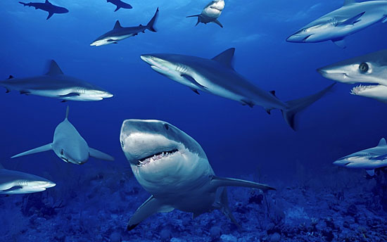 20 фактов об акулах