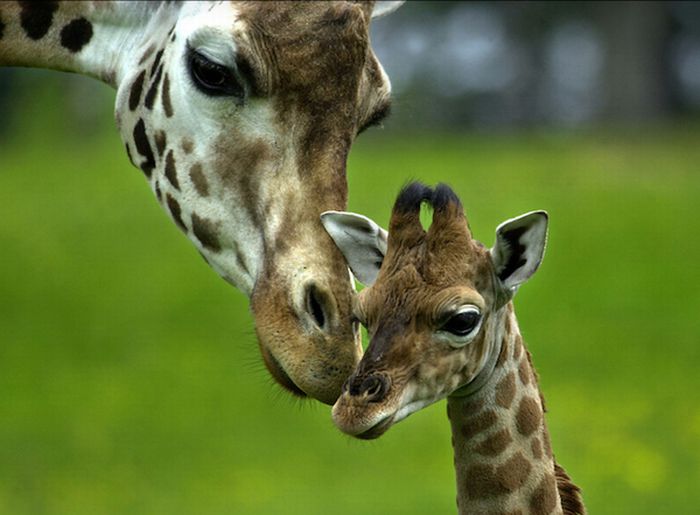 природа животные жирафы любовь без смс