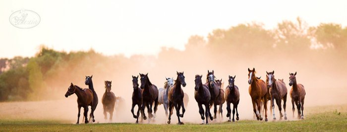 Фотографии лошадей от Alexia Khruscheva