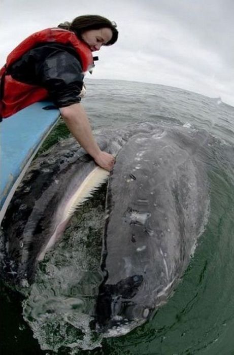 Самые дружелюбные киты в мире