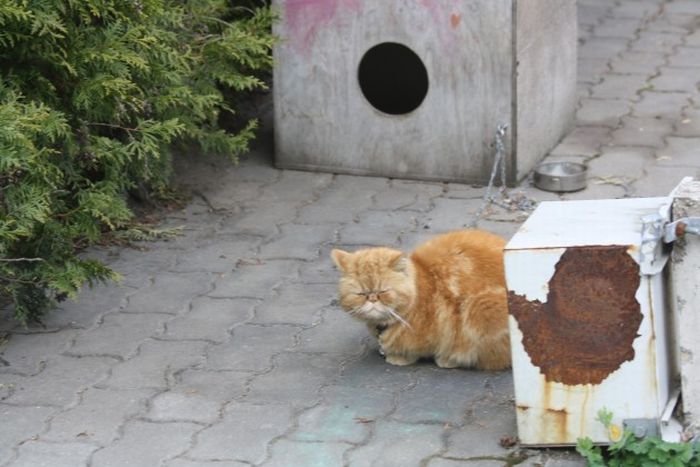 Кот на привязи