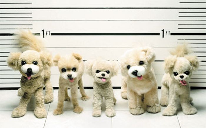 мопс преступник. предъявление для опознания животных. мемы с двумя девушками и котом. предъявление для опознания животного. мем с котом и дв мя девушками.