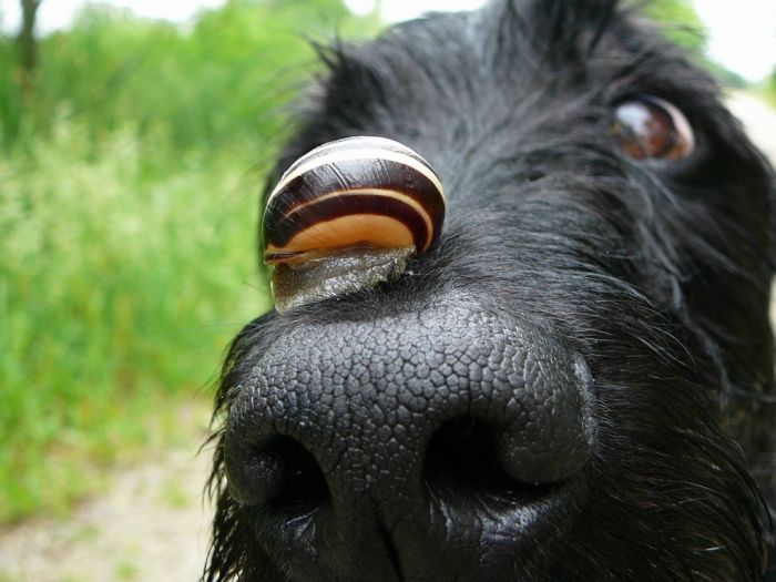 Собаки (111 фото)