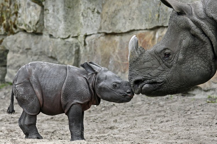 В берлинском зоопарке родился носорог