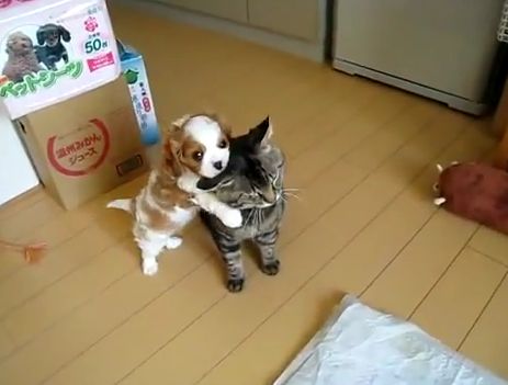 Собака пристает к коту