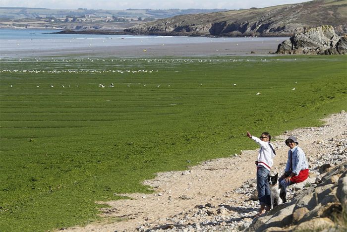 Токсичные водоросли на пляже западной Франции