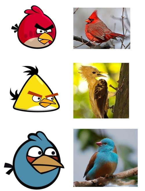 Настоящие Angry Birds существуют