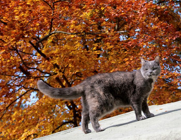 Осень и кошки