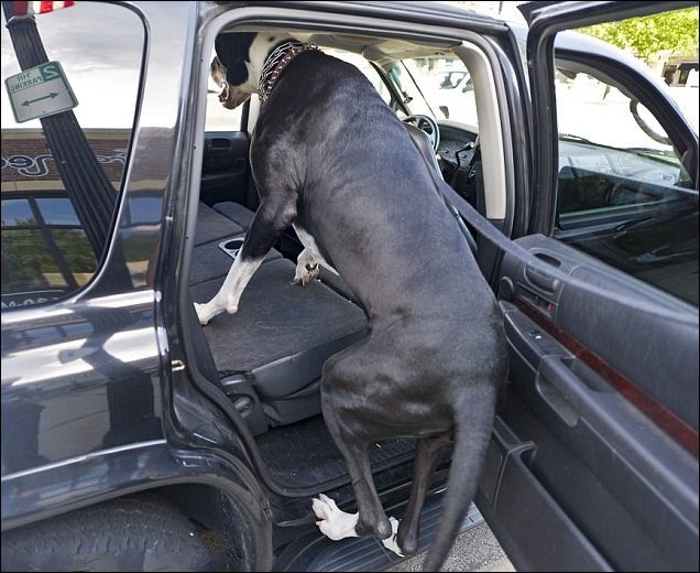 Самая высокая собака в мире – дог по кличке Нова