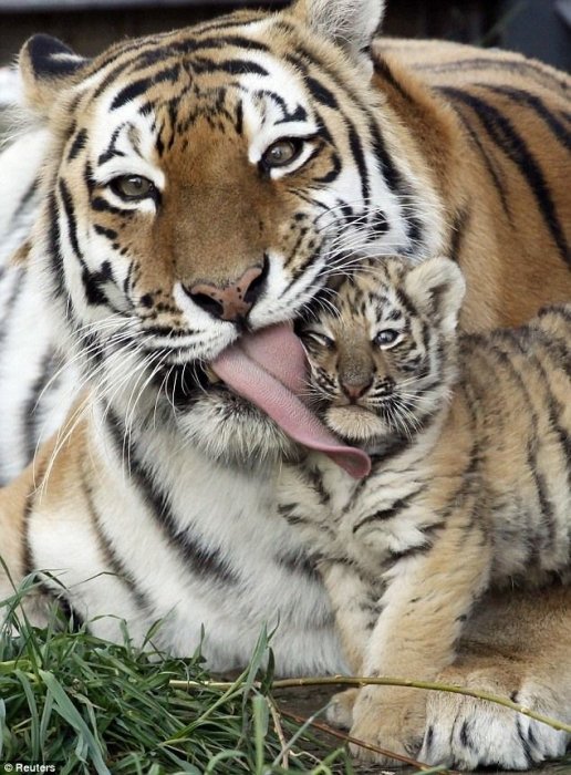 Мама с тигренком