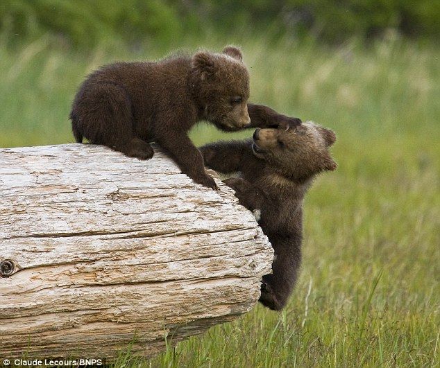 Медвежьи бои
