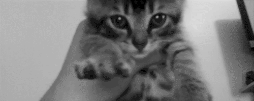 http://www.rulez-t.info/uploads/posts/2011-12/1323450834_the_definitive_collection_of_cat_42.gif
