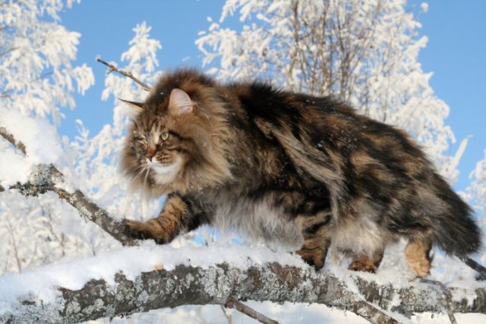 Сибирский кот. Красавец!