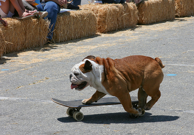 Животные на скейтбордах