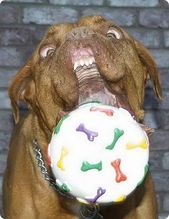 Прикольные собаки