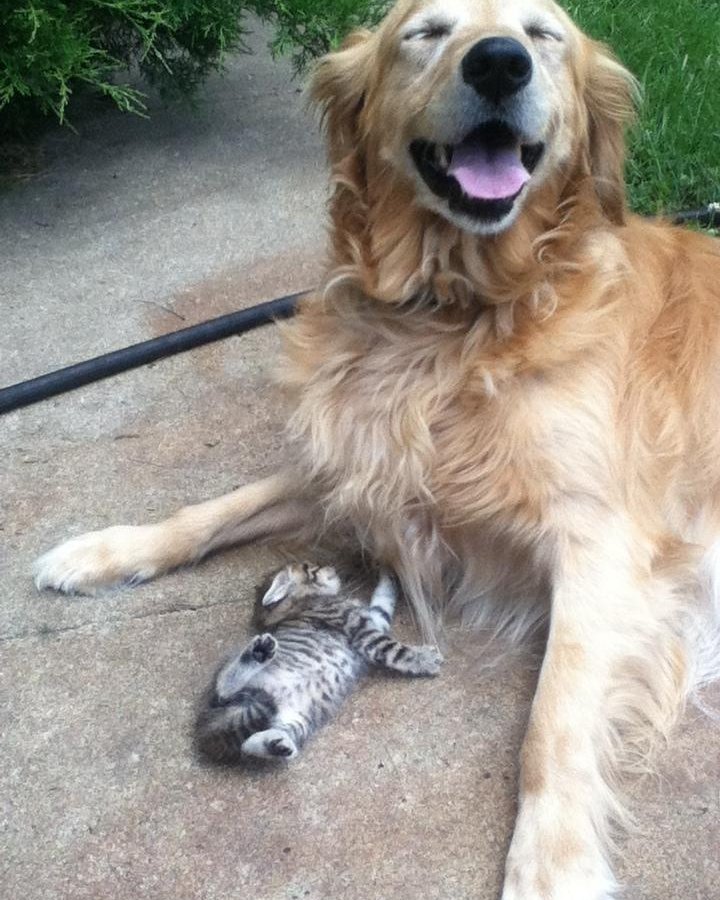 Забавные животные