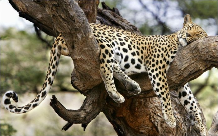 Леопард на ветке скачать
