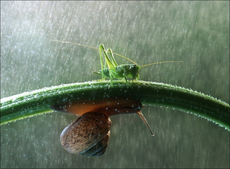 Фото на тему "Под дождем" от Вадима Трунова