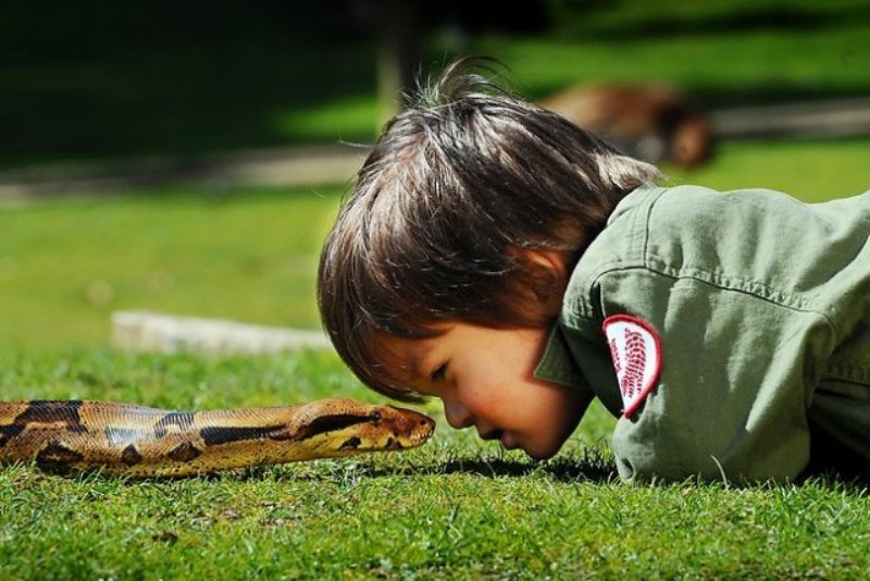 2-летний ребенок укрощает рептилий
