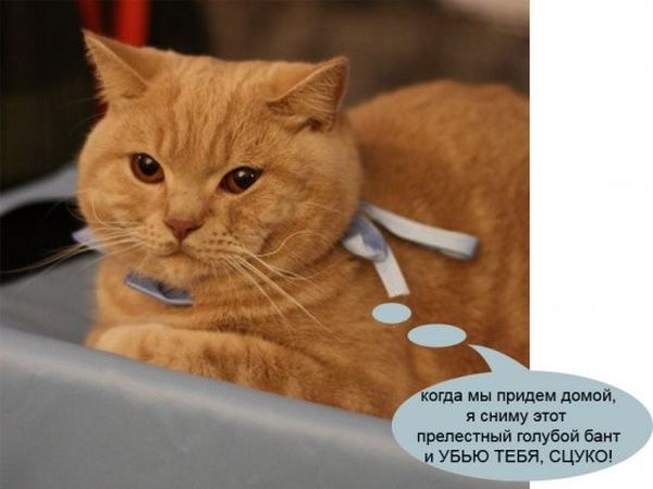 Мысли кота приколы. Мысли кошек смешные о людях. Думаю о коте. Думаю о коте. Мысли кошек смешные о людях.