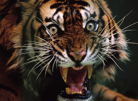 40 фактов о тиграх