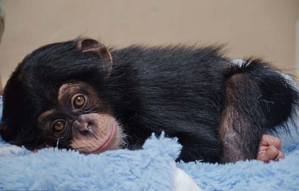 Детенышу шимпанзе нашли приемную маму