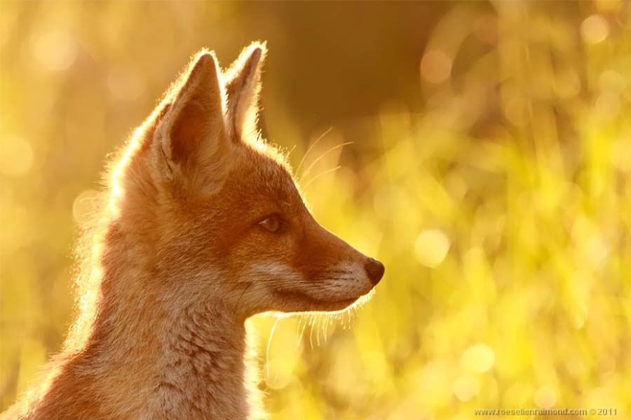 Редкой красоты снимки рыжей лисицы
