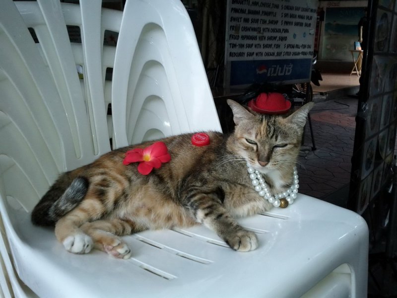 Милые животные